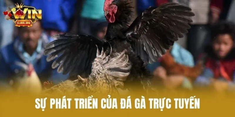 Sự Phát Triển Của Đá Gà Trực Tuyến