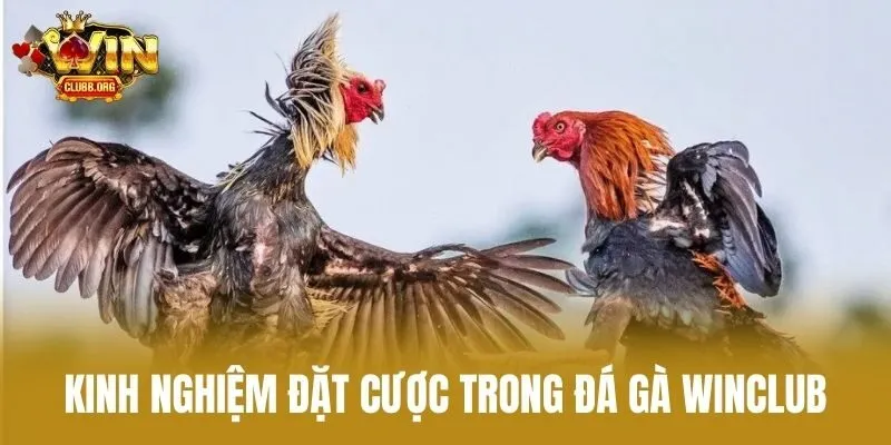Kinh Nghiệm Đặt Cược Trong Đá Gà Winclub