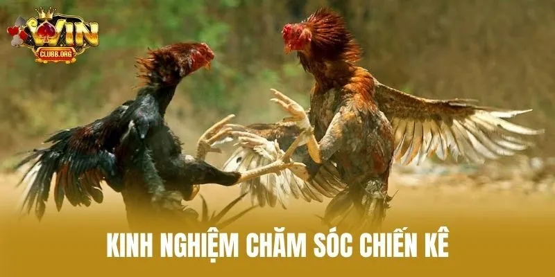 Kinh Nghiệm Chăm Sóc Chiến Kê